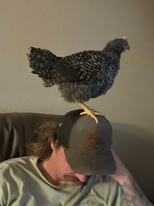 A speckled black and white hen standing on top of a man's ball cap while he sits on the couch below her