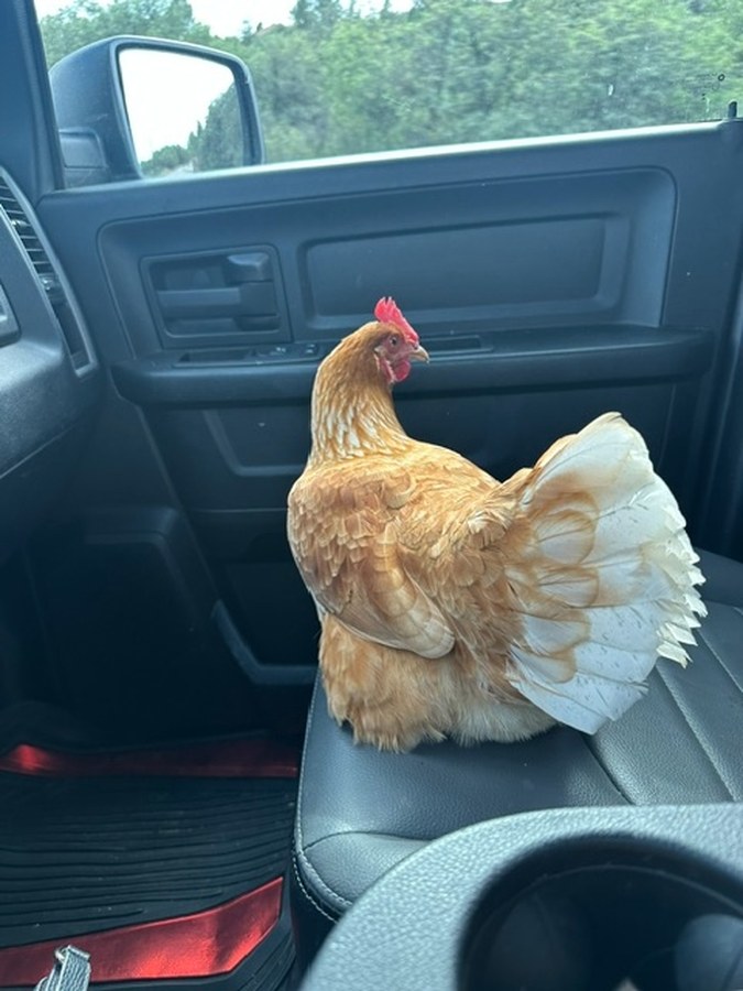 Dixie sitting on the passenger seat of a pickup truck, tail fanned out