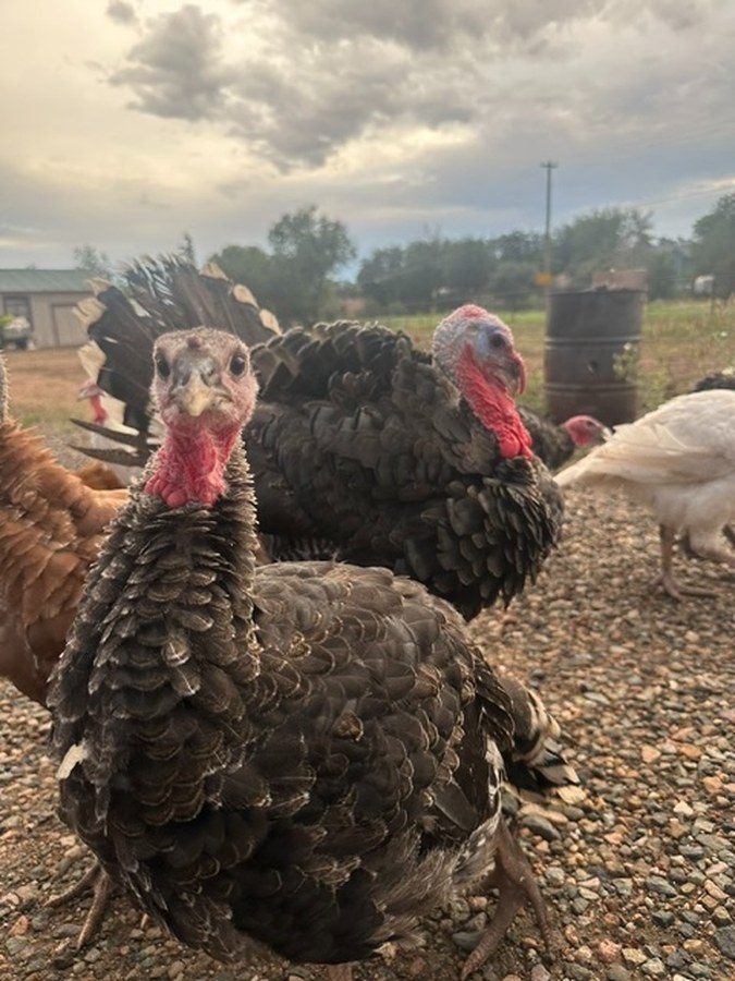 A group of bronze and white turkeys standing on gravel under a cloudy sky