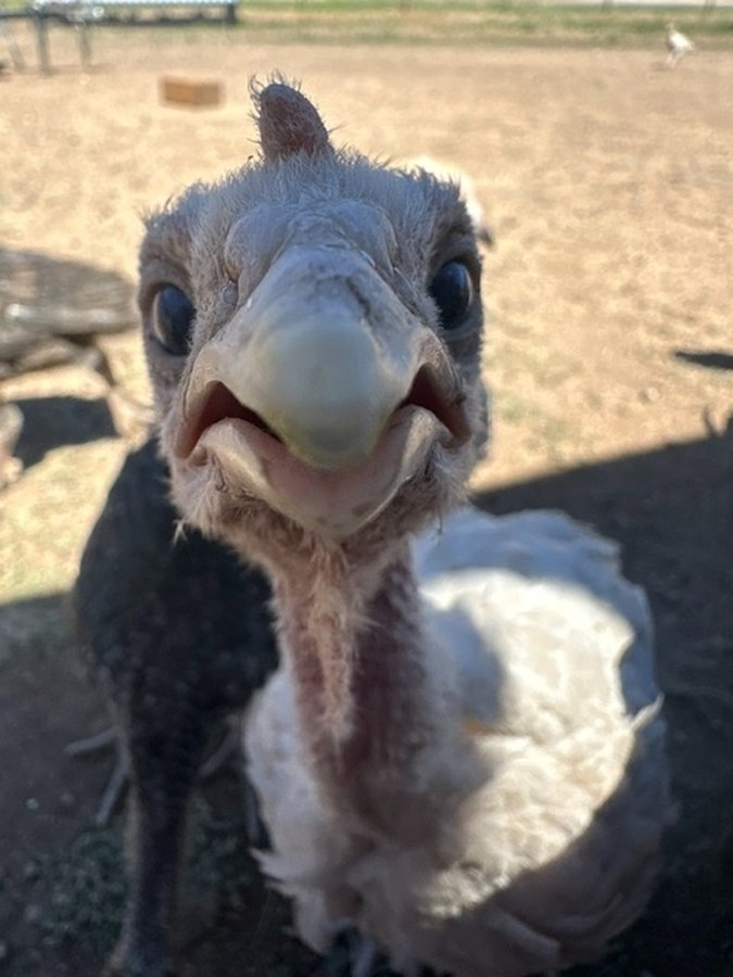 Close-up of a young turkey looking directly into the camera