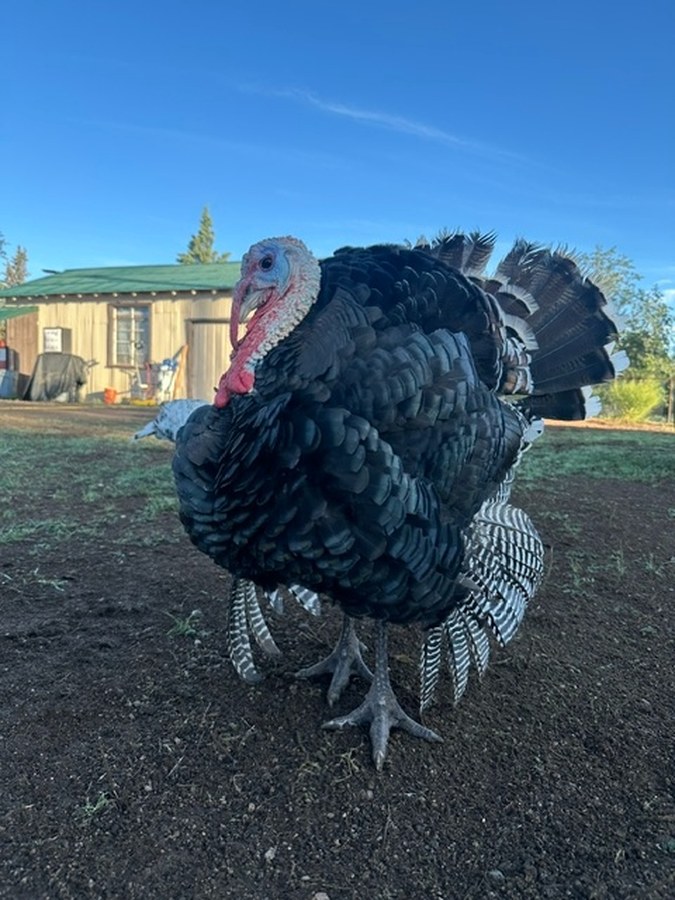 A large black tom turkey in full strut with his tail fanned, in front of a wooden barn under a blue sky