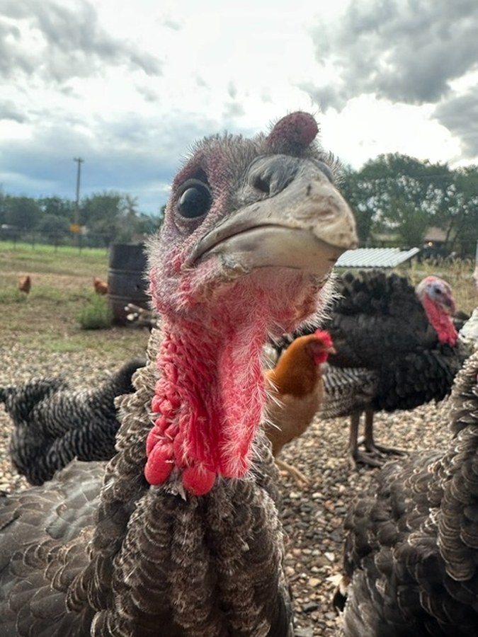 Close-up of a turkey's head and wattle with the rest of the flock behind