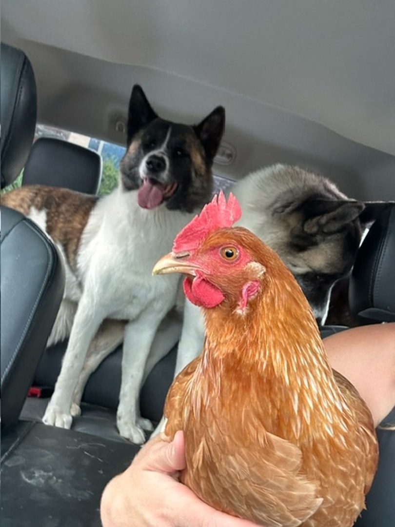 Dixie held up in the front seat of a truck with two Akitas grinning at her from the back seat