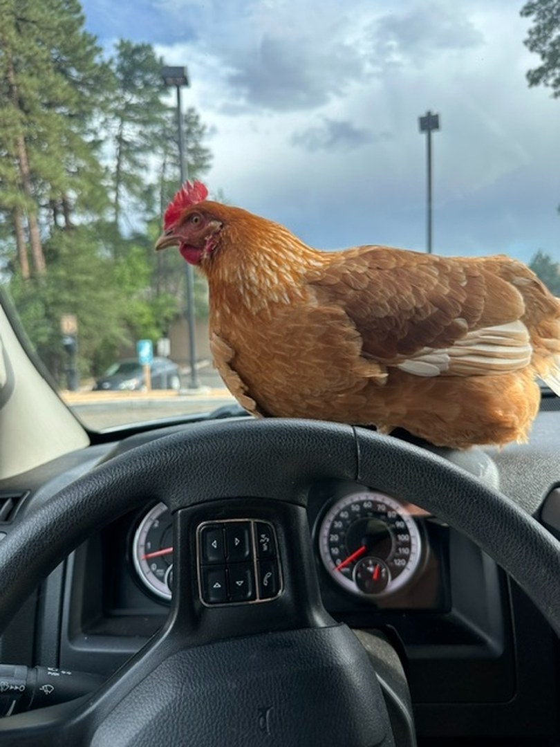 Dixie, a honey-gold Buff Orpington hen, perched on the steering wheel of a pickup truck with pine trees through the windshield