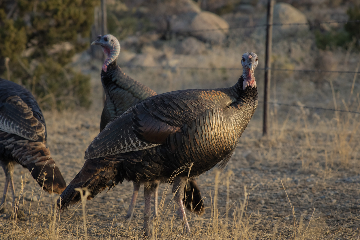 Bronze turkeys standing in dry high-desert grass near a wire fence in low golden light